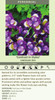 Iris s Contrast in Styles 25 BR Plants