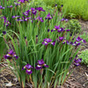 Iris s. 'Jewelled Crown' (25) BR Plants