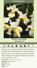 Iris sibirica Butter and Sugar 25 BR Plants