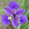 Iris siberica 'Caesar's Brother' (25) BR Plants