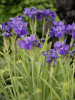 Iris sibirica Ruffled Velvet 25 BR Plants