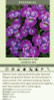 Iris sibirica Strawberry Fair 25 BR Plants