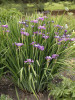 Iris sibirica Strawberry Fair 25 BR Plants