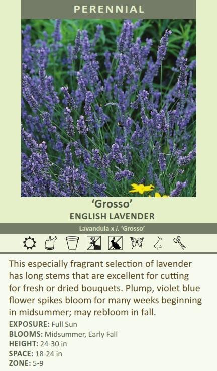 Lavandula x intermedia 'Grosso' shipped from Grower to your door