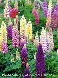 Lupinus Popsicle Series Mixed shipped from Grower to your door