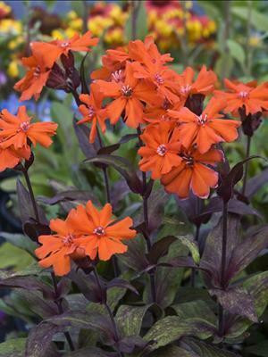 Lychnis a. 'Orange Gnome' shipped from Grower to your door