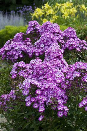 Phlox paniculata 'Pixie Miracle Grace' shipped from Grower to your