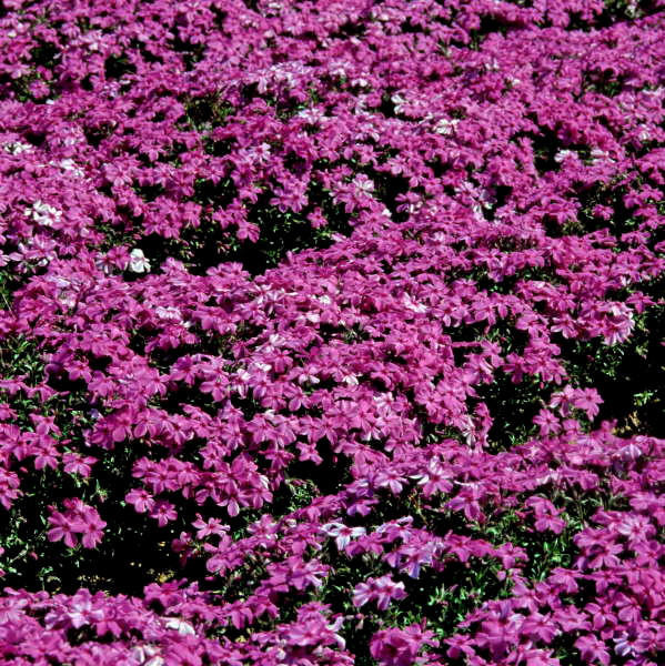 Phlox subulata 'Red Wing' shipped from Grower to your door