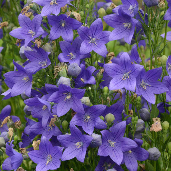 flower lavender plant Lavance Deep Purple Lavender