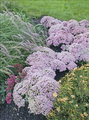 Sedum 'Pure Joy' shipped from Grower to your door