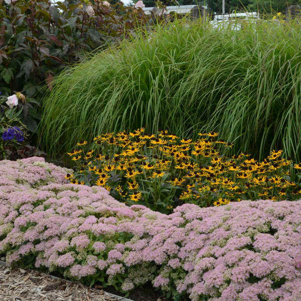 Sedum 'Pure Joy' shipped from Grower to your door