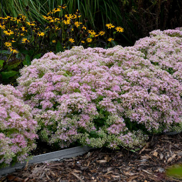 Sedum 'Pure Joy' shipped from Grower to your door
