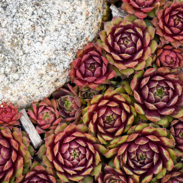 Sempervivum 'Ruby Heart' shipped from Grower to your door