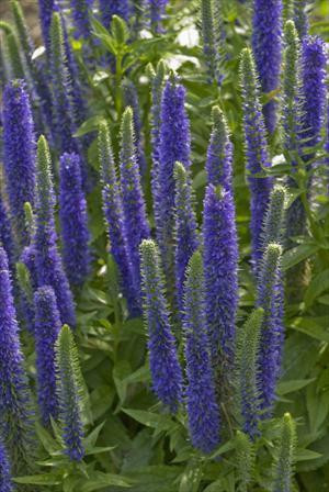 Veronica spicata 'Royal Candles' shipped from Grower to your door