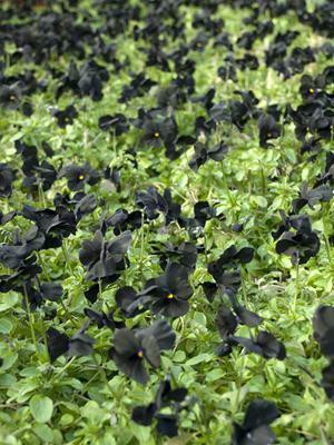Viola 'Black Magic' shipped from Grower to your door