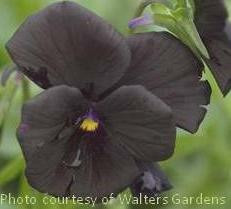 Viola 'Black Magic' shipped from Grower to your door