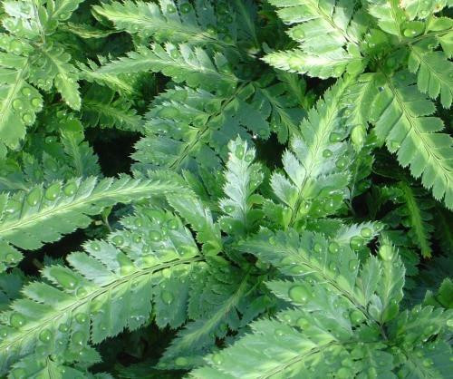 Arachniodes simplicior 'Variegata' shipped from Grower to your door