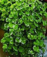 Glechoma hederacea 'Variegata' shipped from Grower to your door