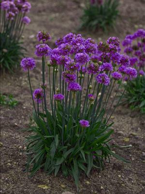 Armeria p. 'Ballerina Lilac' shipped from Grower to your door