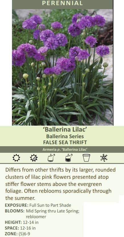 armeria-p-ballerina-lilac-10ct