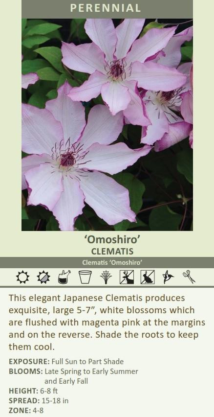 Clematis 'Omoshiro' shipped from Grower to your door
