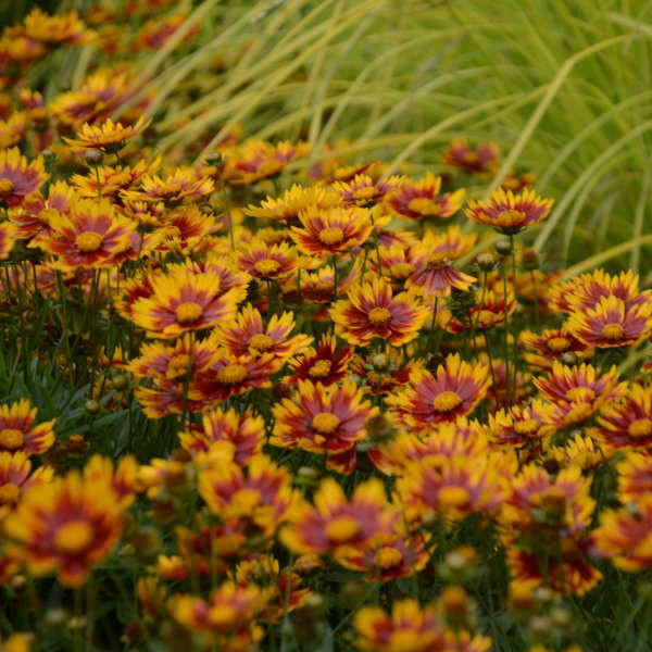 Coreopsis 'Daybreak' PPAF shipped from Grower to your door