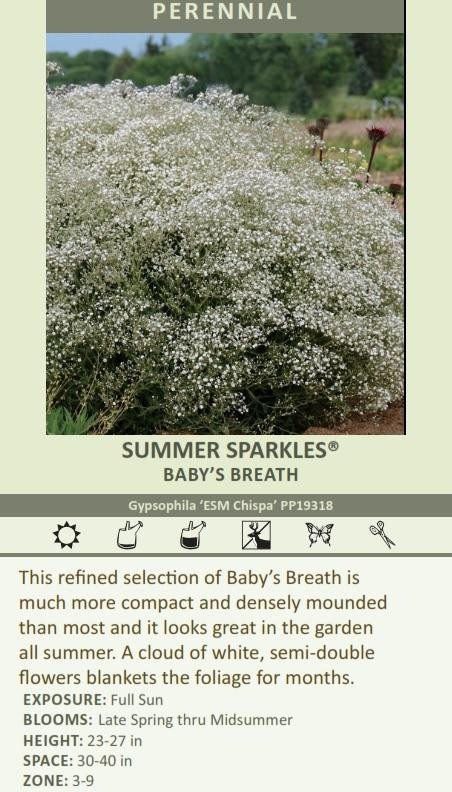 Gypsophila SUMMER SPARKLES? ('ESM Chispa' PP19318) shipped from