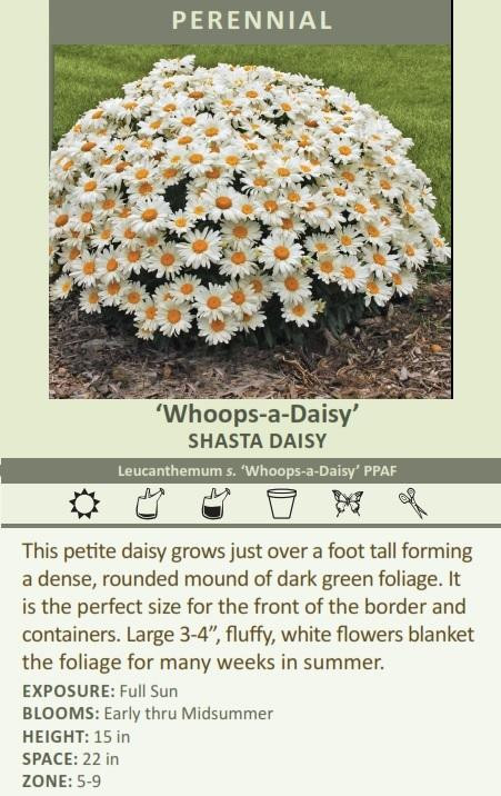 Leucanthemum s. 'Whoops-a-Daisy' PPAF shipped from Grower to your door