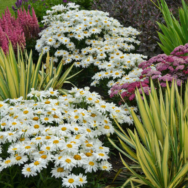 ボトムス・スパッツ wunderlang 3-4y daisy Leucanthemum s. 'Whoops-a-Daisy' PPAF shipped from Grower to your door