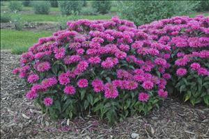 Monarda 'Bubblegum Blast' PPAF shipped from Grower to your door