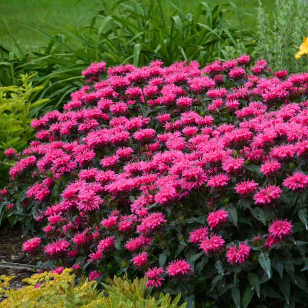 Monarda 'Bubblegum Blast' PPAF shipped from Grower to your door