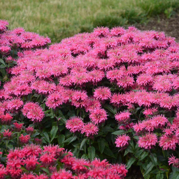 Monarda 'Bubblegum Blast' PPAF shipped from Grower to your door