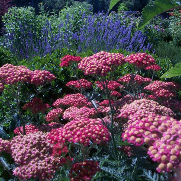 Achillea 'Oertel's Rose' shipped from Grower to your door