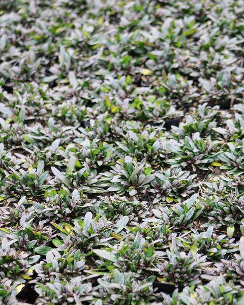 codiaeum variegatum plant Croton (Codiaeum variegatum)  Wild Lark