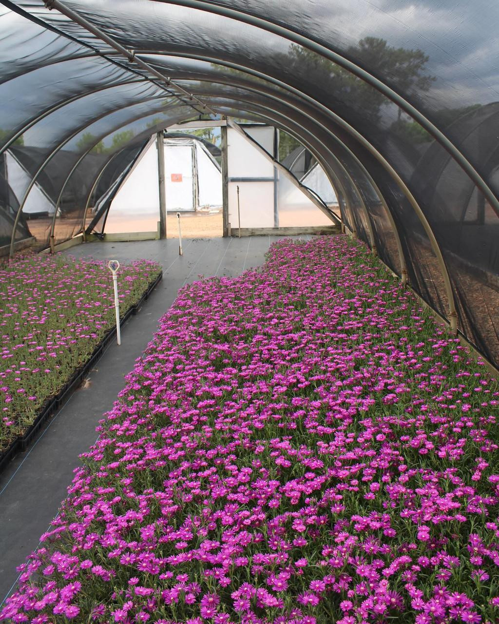 3" Delosperma Cooperi Ice Plant 1002835