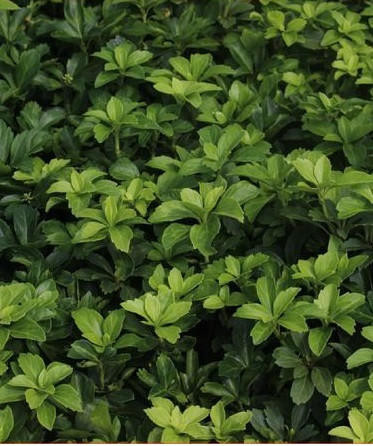 Pachysandra terminalis 'Green' shipped from Grower to your door