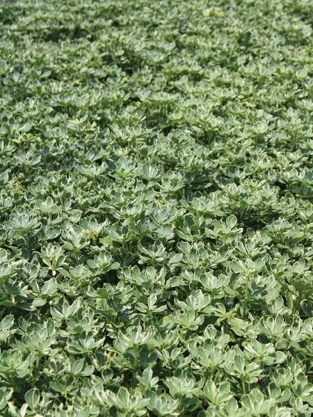 Pachysandra t. 'Silver Edge' (bare root plant)