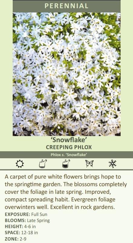 phlox-subulata-snowflake-3.5-