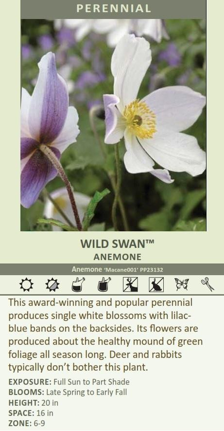 Anemone WILD SWAN ('Macane001' PP23132)shipped from Grower to your