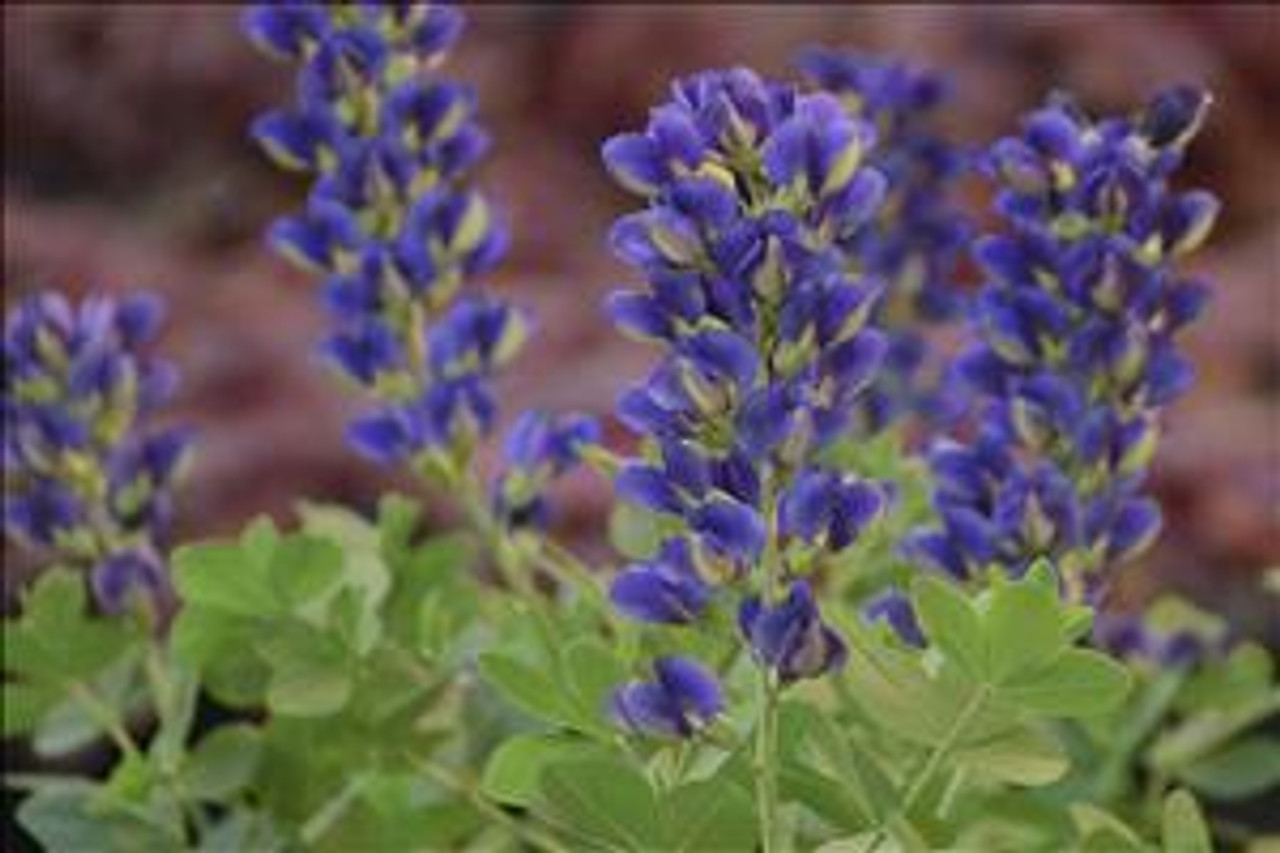 Baptisia DECADENCE 'Lemon Meringue' shipped from Grower to your door