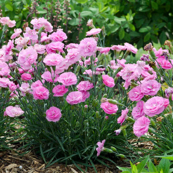 Dianthus 'Sweetie Pie' shipped from Grower to your door Dianthus 'Sweetie Pie' shipped from Grower to your door
