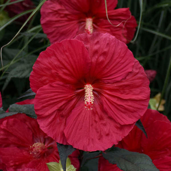 Hibiscus 'Mars Madness' shipped from Grower to your door