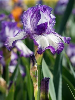 Iris 'Earl of Essex' shipped from Grower to your door