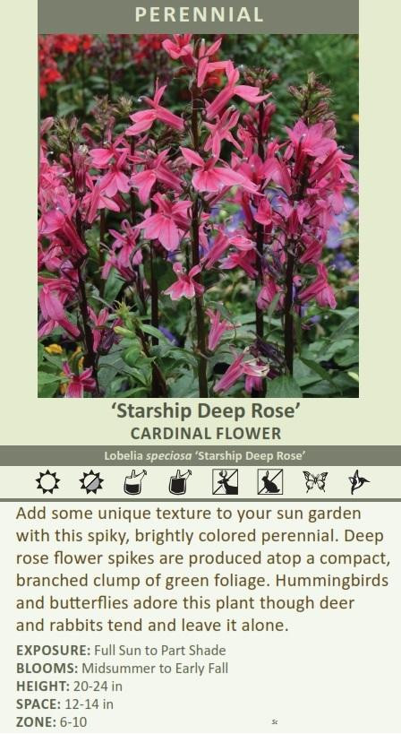 Lobelia 'Starship Deep Rose' shipped from Grower to your door Lobelia 'Starship Deep Rose' shipped from Grower to your door