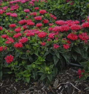 monarda-pardon-my-cerise-ppaf-