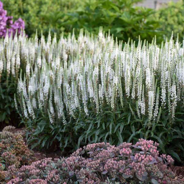 Veronica MAGIC SHOW 'White Wands' shipped from Grower to your door