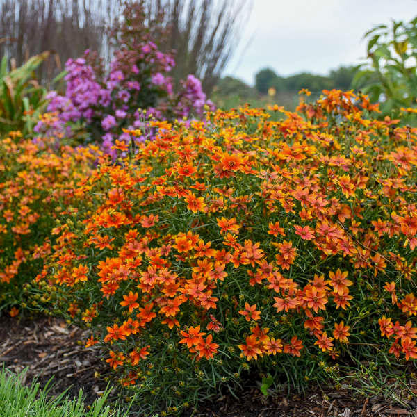 Coreopsis 'Crazy Cayenne' shipped from Grower to your door