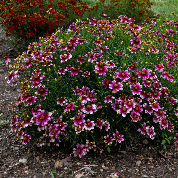 Coreopsis verticillata 'Zesty Zinger' shipped from Grower to your door