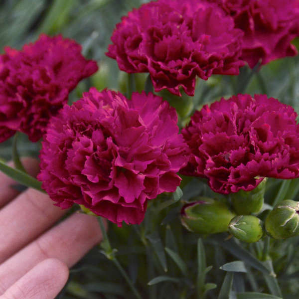 Dianthus 'Cranberry Cocktail' shipped from Grower to your door