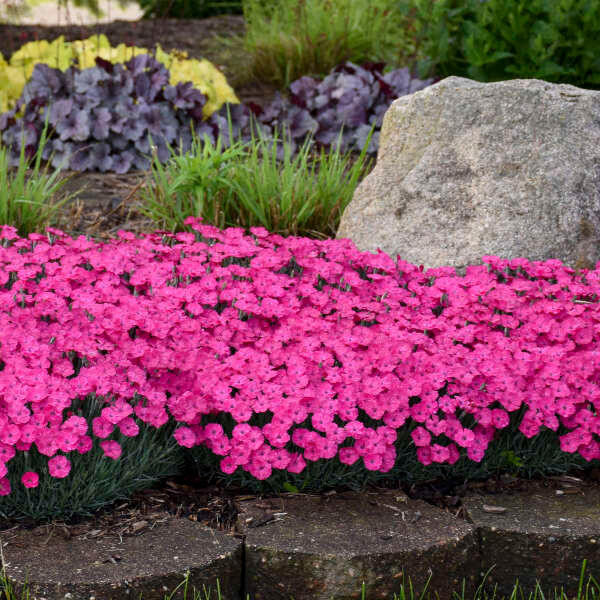 Dianthus 'Paint the Town Magenta' shipped from Grower to your door
